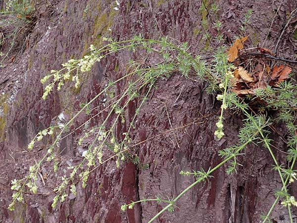Galium corrudifolium \ Mittelmeer-Labkraut / Mediterranean Bedstraw, F S.  Sauveur-sur-Tin&eacute;e 30.4.2023