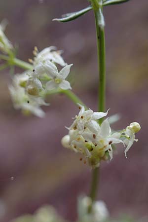 Galium corrudifolium \ Mittelmeer-Labkraut / Mediterranean Bedstraw, F S.  Sauveur-sur-Tin&eacute;e 30.4.2023