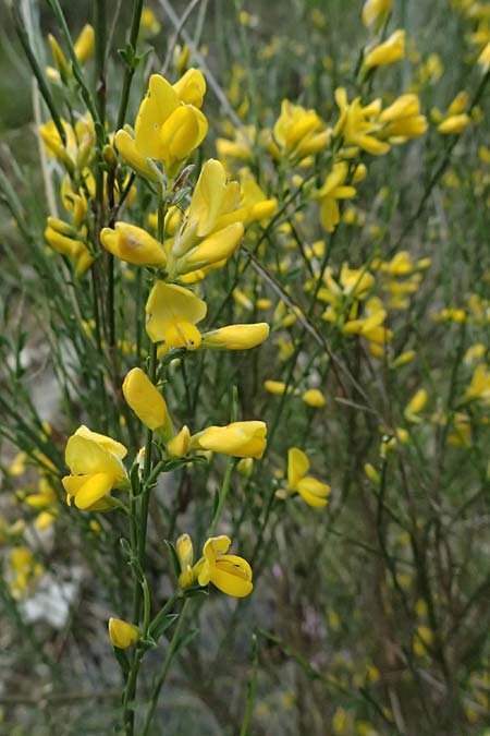Genista cinerea \ Aschgrauer Ginster / Ash-Colored Broom, F Sospel 18.5.2026