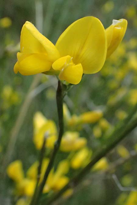 Genista cinerea \ Aschgrauer Ginster / Ash-Colored Broom, F Sospel 18.5.2026