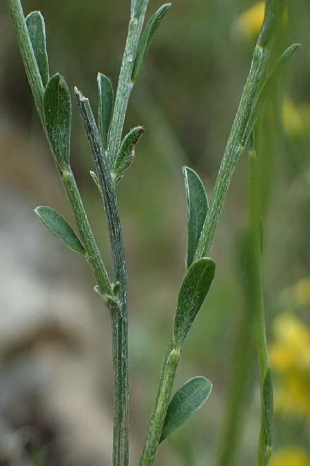 Genista cinerea \ Aschgrauer Ginster / Ash-Colored Broom, F Sospel 18.5.2026
