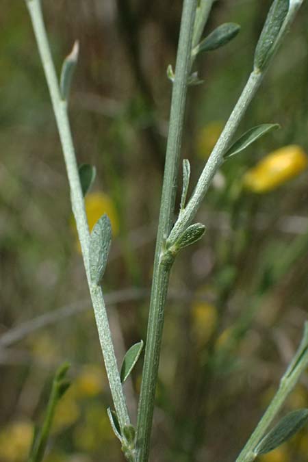 Genista cinerea \ Aschgrauer Ginster / Ash-Colored Broom, F Sospel 18.5.2026
