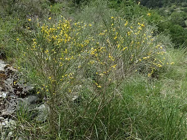 Genista cinerea \ Aschgrauer Ginster / Ash-Colored Broom, F Sospel 18.5.2026