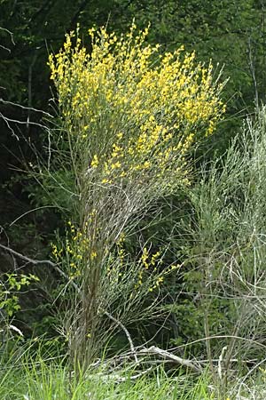 Genista cinerea \ Aschgrauer Ginster / Ash-Colored Broom, F Sospel 18.5.2026