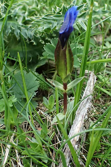 Gentiana pumila subsp. delphinensis \ Dauphine-Enzian / Dauphine Gentian, F L'Authion 18.5.2026
