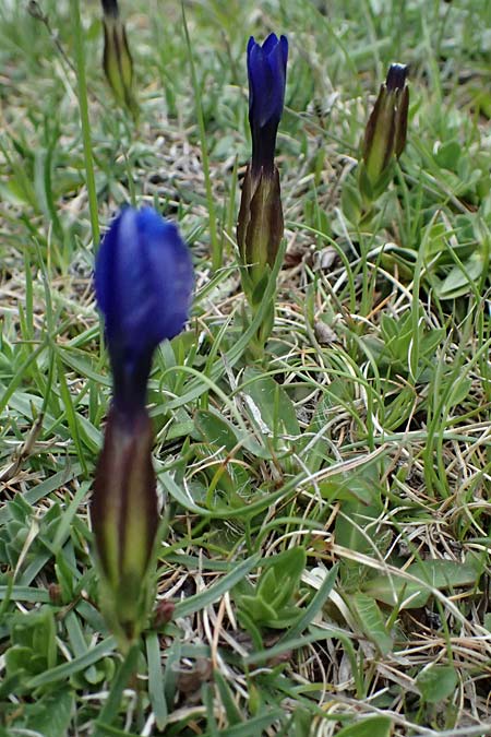 Gentiana pumila subsp. delphinensis \ Dauphine-Enzian / Dauphine Gentian, F L'Authion 18.5.2026
