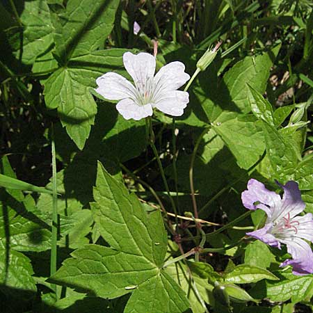 Geranium nodosum \ Knotiger Storchschnabel / Knotted Crane's-Bill, F Allevard 11.6.2006