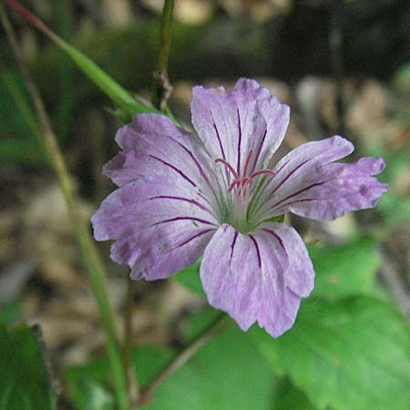 Geranium nodosum \ Knotiger Storchschnabel / Knotted Crane's-Bill, F Montsegur 15.8.2006