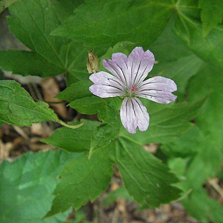 Geranium nodosum \ Knotiger Storchschnabel / Knotted Crane's-Bill, F Montsegur 15.8.2006