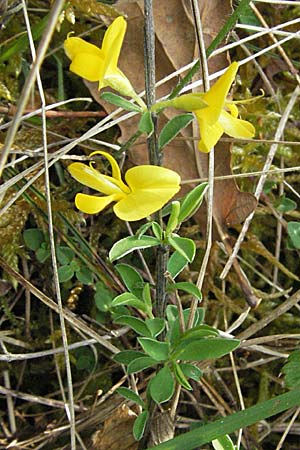 Genista pilosa \ Heide-Ginster, Behaarter Ginster / Hairy Greenweed, F Elsass/Alsace, Westhalten 28.4.2007