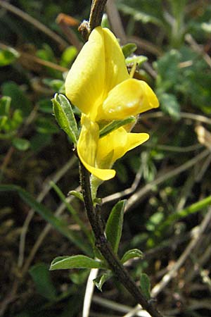 Genista pilosa \ Heide-Ginster, Behaarter Ginster / Hairy Greenweed, F Elsass/Alsace, Westhalten 28.4.2007