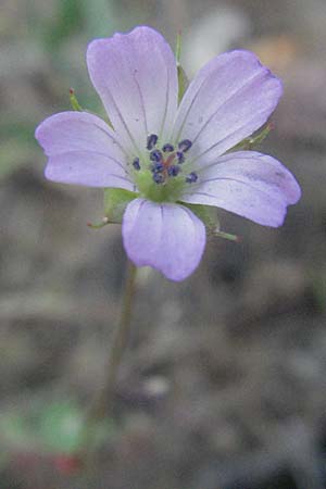 Geranium rivulare \ Blabltiger Storchschnabel / White Crane's-Bill, F Maures, Bois de Rouquan 12.5.2007