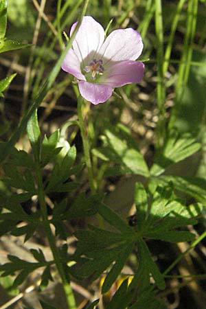 Geranium rivulare \ Blabltiger Storchschnabel / White Crane's-Bill, F Maures, Bois de Rouquan 12.5.2007