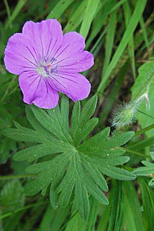 Geranium sanguineum \ Blut-Storchschnabel, Blutroter Storchschnabel / Bloody Crane's-Bill, F Corbières, Talairan 13.5.2007