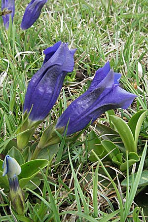 Gentiana alpina \ S&uuml;dalpen-Enzian / Alpine Gentian, Southern Gentian, F Pyren&auml;en/Pyrenees, Eyne 14.5.2007