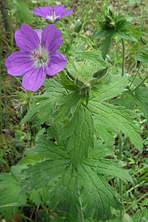 Geranium sylvaticum \ Wald-Storchschnabel / Wood Crane's-Bill, F Pyrenäen/Pyrenees, Olette 14.5.2007