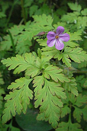 Geranium robertianum \ Stinkender Storchschnabel, Ruprechtskraut / Herb Robert, F Pyrenäen/Pyrenees, Olette 14.5.2007