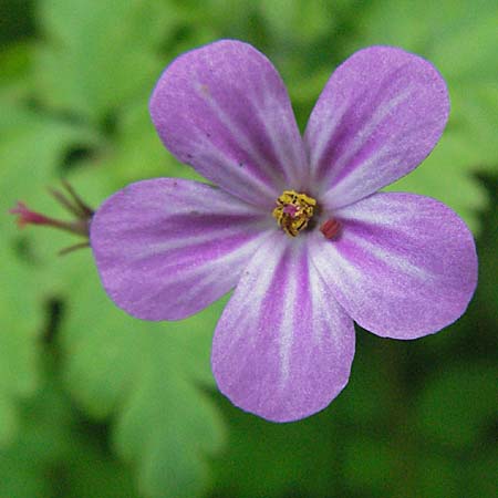 Geranium robertianum \ Stinkender Storchschnabel, Ruprechtskraut / Herb Robert, F Pyrenäen/Pyrenees, Olette 14.5.2007