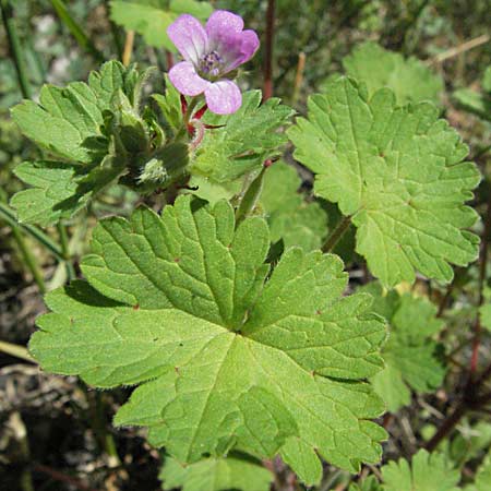 Geranium rotundifolium \ Rundblttriger Storchschnabel / Round-Leaved Crane's-Bill, F Pyrenäen/Pyrenees, Prades 14.5.2007