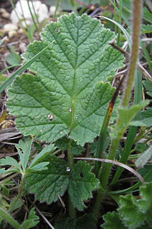 Geum sylvaticum \ Wald-Nelkenwurz / Wood Avens, F Causse du Larzac 14.5.2007