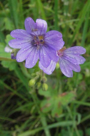 Geranium pyrenaicum \ Pyrenen-Storchschnabel / Hedge-Row Crane's-Bill, F Severac-le-Chateau 16.5.2007