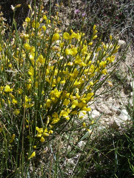 Genista radiata ? \ Strahlen-Ginster, Kugel-Ginster / Rayed Broom, Southern Greenweed, F La-Palud-sur-Verdon 23.6.2008