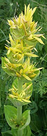 Gentiana lutea \ Gelber Enzian / Yellow Gentian, F Pyrenäen/Pyrenees, Eyne 24.6.2008