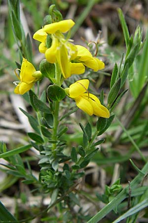 Genista anglica \ Englischer Ginster / Petty Whin, F Pyrenäen/Pyrenees, Eyne 24.6.2008