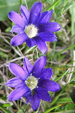 Gentiana pyrenaica \ Pyren&auml;en-Enzian / Pyrenean Gentian, F Pyren&auml;en/Pyrenees, Eyne 24.6.2008