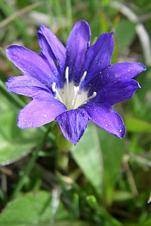 Gentiana pyrenaica \ Pyren&auml;en-Enzian / Pyrenean Gentian, F Pyren&auml;en/Pyrenees, Eyne 24.6.2008