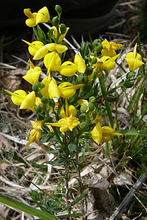 Genista anglica \ Englischer Ginster / Petty Whin, F Pyrenäen/Pyrenees, Eyne 24.6.2008
