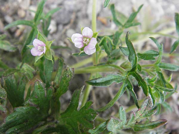 Geranium divaricatum \ Spreiz-Storchschnabel / Spreading Crane's-Bill, Fanleaf Geranium, F Valence 26.5.2009