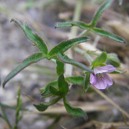 Geranium divaricatum \ Spreiz-Storchschnabel / Spreading Crane's-Bill, Fanleaf Geranium, F Valence 26.5.2009