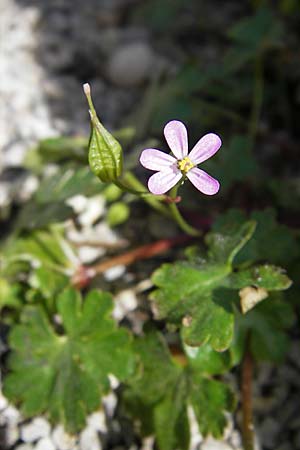 Geranium lucidum \ Glnzender Storchschnabel / Shining Crane's-Bill, F La Couvertoirade 27.5.2009