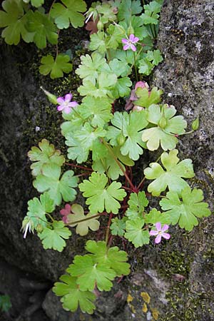Geranium lucidum \ Glnzender Storchschnabel / Shining Crane's-Bill, F La Couvertoirade 27.5.2009