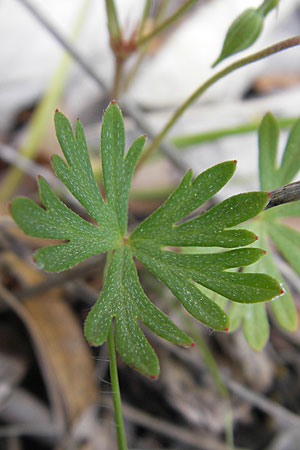 Geranium columbinum \ Tauben-Storchschnabel / Branched Crane's-Bill, F Vissec 30.5.2009
