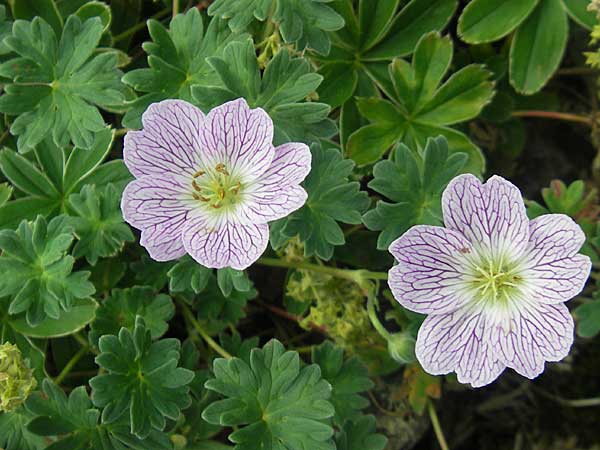 Geranium cinereum \ Grauer Storchschnabel / Ashy Crane's-Bill, F Pyren&auml;en/Pyrenees, Gourette 25.8.2011