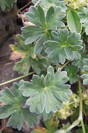 Geranium cinereum \ Grauer Storchschnabel / Ashy Crane's-Bill, F Pyren&auml;en/Pyrenees, Gourette 25.8.2011