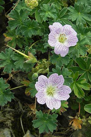 Geranium cinereum \ Grauer Storchschnabel / Ashy Crane's-Bill, F Pyren&auml;en/Pyrenees, Gourette 25.8.2011