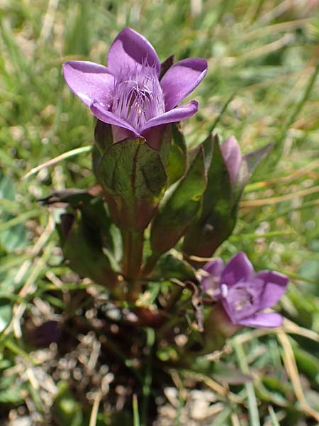 Gentianella hypericifolia \ Johanniskrautbl&auml;ttriger Kranzenzian / Hypericum-Leaved Gentian, F Pyren&auml;en/Pyrenees, Mont Louis 3.8.2018