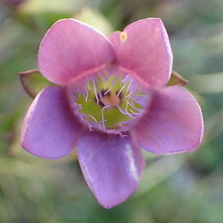 Gentianella hypericifolia \ Johanniskrautbl&auml;ttriger Kranzenzian / Hypericum-Leaved Gentian, F Pyren&auml;en/Pyrenees, Mont Louis 3.8.2018