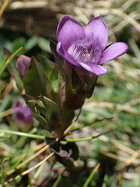 Gentianella hypericifolia \ Johanniskrautbl&auml;ttriger Kranzenzian / Hypericum-Leaved Gentian, F Pyren&auml;en/Pyrenees, Mont Louis 3.8.2018