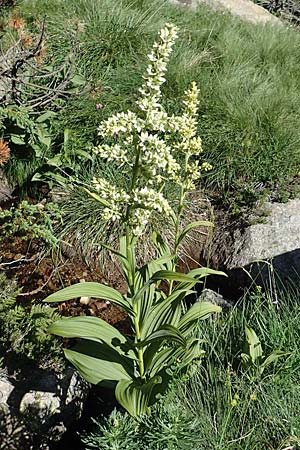 Veratrum album subsp. album \ Weier Germer / White False Hellebore, F Pyrenäen/Pyrenees, Mont Louis 3.8.2018