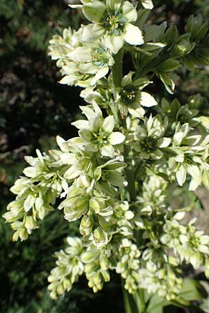 Veratrum album subsp. album \ Weier Germer / White False Hellebore, F Pyrenäen/Pyrenees, Mont Louis 3.8.2018