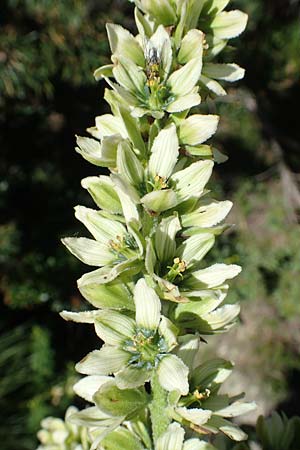 Veratrum album subsp. album \ Weier Germer / White False Hellebore, F Pyrenäen/Pyrenees, Mont Louis 3.8.2018