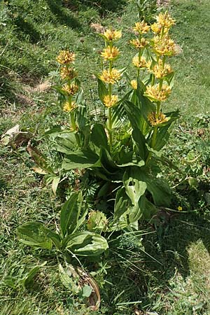 Gentiana lutea \ Gelber Enzian / Yellow Gentian, F Pyrenäen/Pyrenees, Eyne 4.8.2018