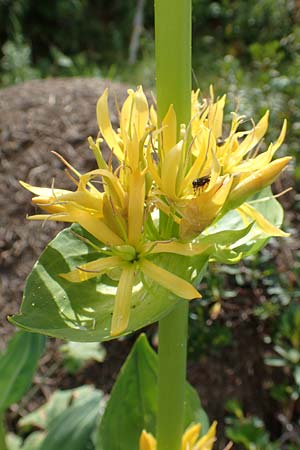 Gentiana lutea \ Gelber Enzian / Yellow Gentian, F Pyrenäen/Pyrenees, Eyne 4.8.2018
