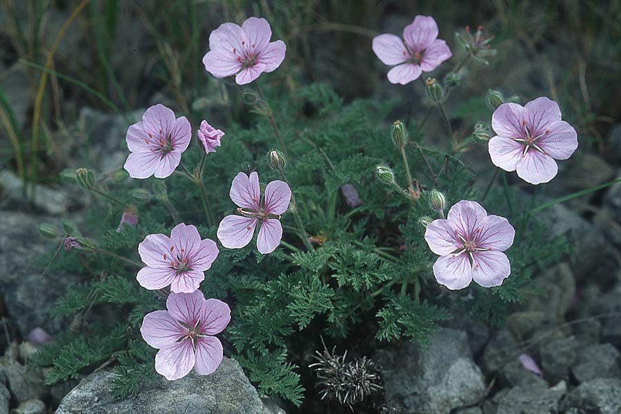 Erodium foetidum \ Stinkender Reiherschnabel, Felsen-Reiherschnabel / Rock Stork's-Bill, F Corbi&egrave;res,  Treilles 1.5.2005