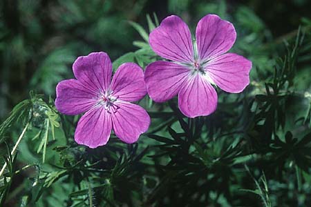 Geranium sanguineum \ Blut-Storchschnabel, Blutroter Storchschnabel / Bloody Crane's-Bill, F Col de l'Allimas 25.5.2005