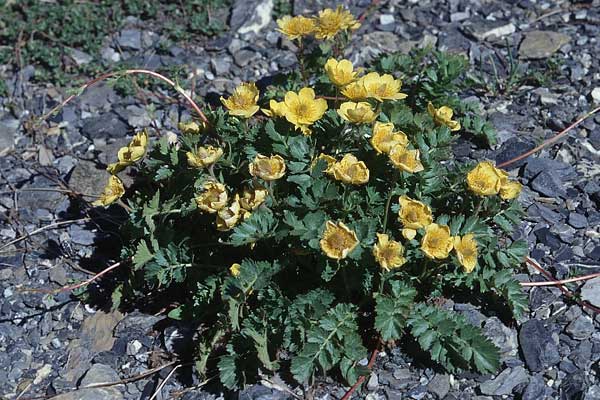 Geum reptans \ Kriechende Nelkenwurz / Creeping Avens, F Col du Galibier 29.6.1998